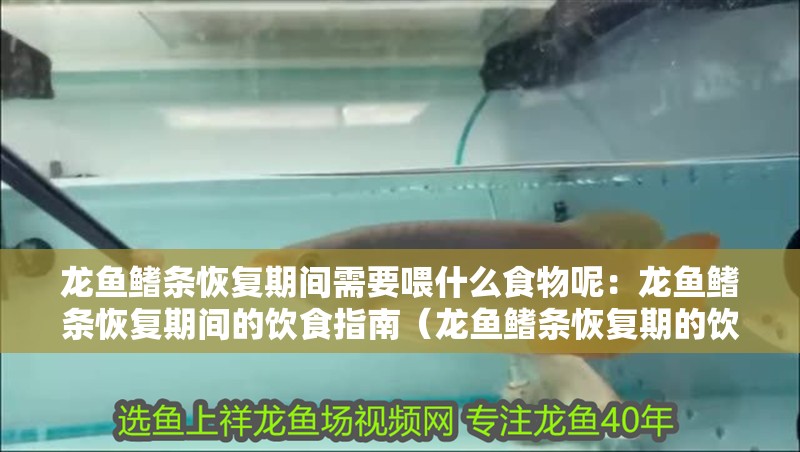 龍魚鰭條恢復期間需要喂什么食物呢：龍魚鰭條恢復期間的飲食指南（龍魚鰭條恢復期的飲食管理）