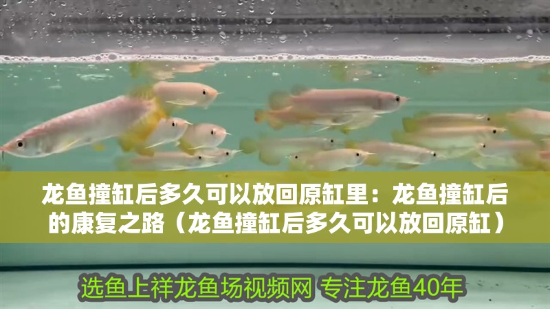 龍魚撞缸后多久可以放回原缸里：龍魚撞缸后的康復之路（龍魚撞缸后多久可以放回原缸）