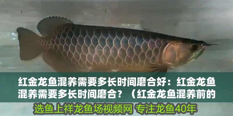 紅金龍魚混養(yǎng)需要多長時(shí)間磨合好：紅金龍魚混養(yǎng)需要多長時(shí)間磨合？（紅金龍魚混養(yǎng)前的磨合期）
