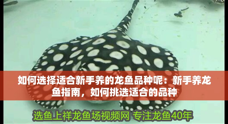 如何選擇適合新手養的龍魚品種呢：新手養龍魚指南，如何挑選適合的品種