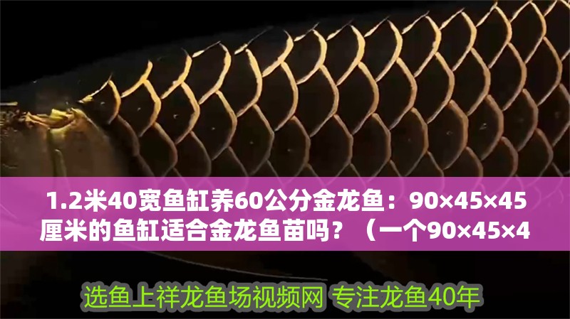 1.2米40寬魚缸養60公分金龍魚：90×45×45厘米的魚缸適合金龍魚苗嗎？（一個90×45×45厘米的魚缸養殖金龍魚苗的幾個關鍵因素需考慮）