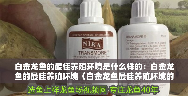 白金龍魚的最佳養殖環境是什么樣的：白金龍魚的最佳養殖環境（白金龍魚最佳養殖環境的詳細描述白金龍魚最佳養殖環境）