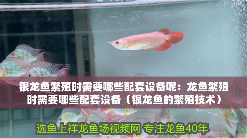 銀龍魚繁殖時需要哪些配套設備呢：龍魚繁殖時需要哪些配套設備（銀龍魚的繁殖技術）
