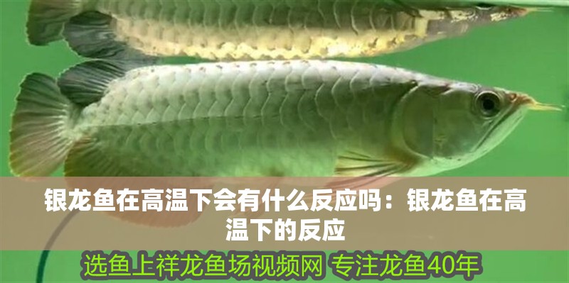 銀龍魚在高溫下會有什么反應嗎：銀龍魚在高溫下的反應