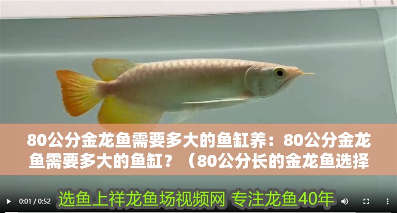 80公分金龍魚需要多大的魚缸養：80公分金龍魚需要多大的魚缸？（80公分長的金龍魚選擇合適大小的魚缸是一個令人頭疼的問題）