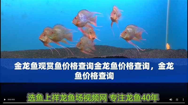 金龍魚觀賞魚價格查詢金龍魚價格查詢，金龍魚價格查詢