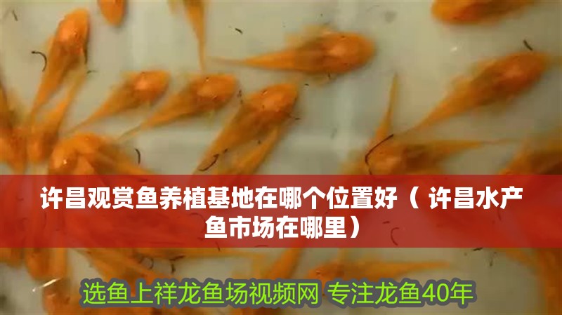 魚缸用增氧泵價格是多少:魚缸增氧機-xtrac增氧機-xtrac增氧機 許昌觀賞魚養植基地在哪個位置好( 許昌水產魚市場在哪里) 觀賞魚百科 許昌觀賞魚養植基地在哪個位置好( 許昌水產魚市場在哪里) 許昌觀賞魚養植基地在哪個位置好( 許昌水產魚市場在哪里) 觀賞魚百科