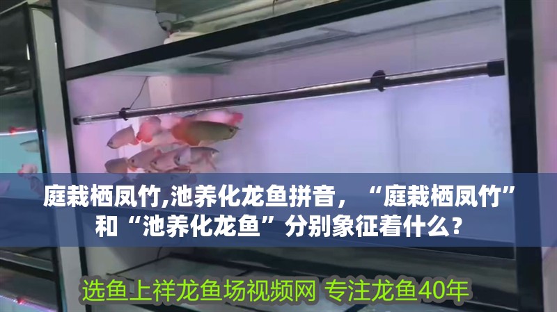 庭栽棲鳳竹,池養化龍魚拼音，“庭栽棲鳳竹”和“池養化龍魚”分別象征著什么？