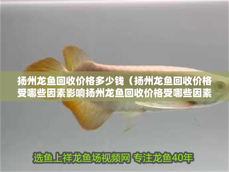 揚州龍魚回收價格多少錢（揚州龍魚回收價格受哪些因素影響揚州龍魚回收價格受哪些因素影響）