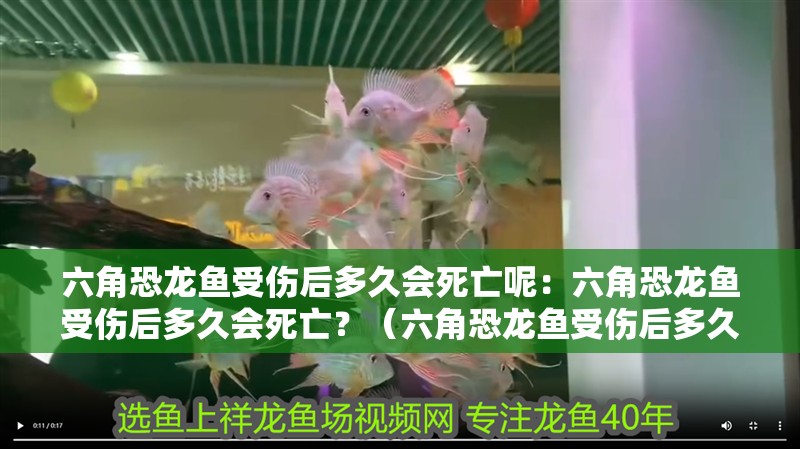 六角恐龍魚受傷后多久會(huì)死亡呢：六角恐龍魚受傷后多久會(huì)死亡？（六角恐龍魚受傷后多久會(huì)死亡）