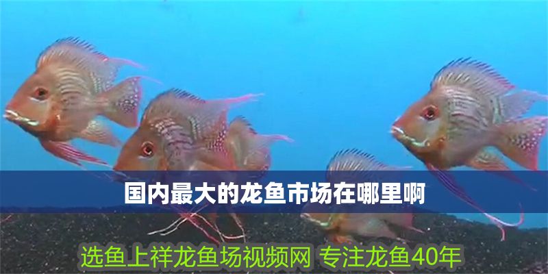 國內最大的龍魚市場在哪里啊