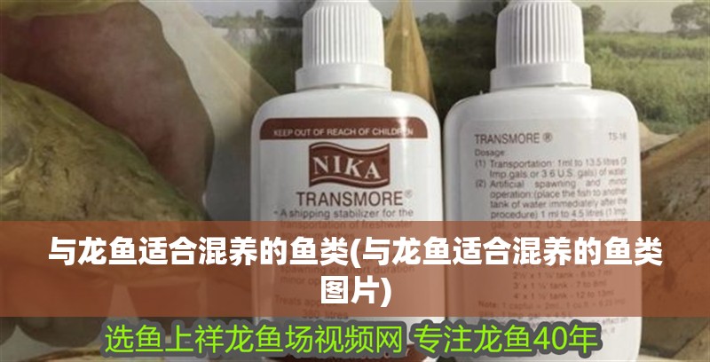 魚缸過濾器選購(gòu)指南:自制魚缸過濾器魚缸上置過濾器對(duì)于養(yǎng)魚愛好者的必備知識(shí) 與龍魚適合混養(yǎng)的魚類(與龍魚適合混養(yǎng)的魚類圖片) 觀賞魚百科 與龍魚適合混養(yǎng)的魚類(與龍魚適合混養(yǎng)的魚類圖片) 與龍魚適合混養(yǎng)的魚類(與龍魚適合混養(yǎng)的魚類圖片) 觀賞魚百科