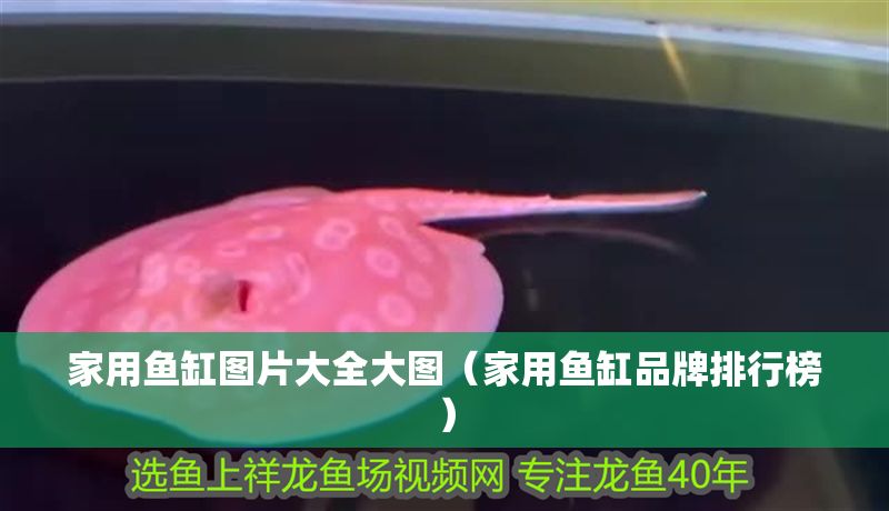 家用魚缸圖片大全大圖（家用魚缸品牌排行榜）