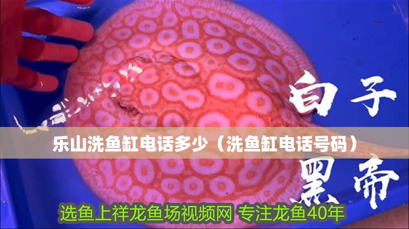 樂山洗魚缸電話多少（洗魚缸電話號碼） 樂山洗魚缸電話多少（洗魚缸電話號碼） 觀賞魚百科