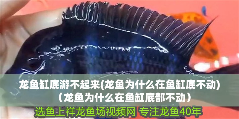 龍魚缸底游不起來(龍魚為什么在魚缸底不動)（龍魚為什么在魚缸底部不動）