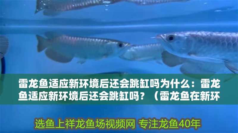 雷龍魚適應新環境后還會跳缸嗎為什么：雷龍魚適應新環境后還會跳缸嗎？（雷龍魚在新環境中會表現出跳躍缸的行為會影響雷龍魚的社交行為）