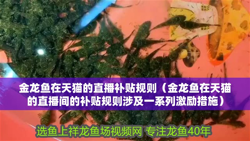 金龍魚在天貓的直播補(bǔ)貼規(guī)則（金龍魚在天貓的直播間的補(bǔ)貼規(guī)則涉及一系列激勵(lì)措施）