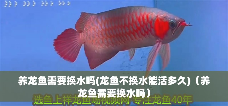 養龍魚需要換水嗎(龍魚不換水能活多久)（養龍魚需要換水嗎） 養龍魚需要換水嗎(龍魚不換水能活多久)（養龍魚需要換水嗎） 觀賞魚百科