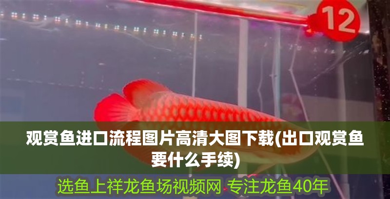 觀賞魚進(jìn)口流程圖片高清大圖下載(出口觀賞魚要什么手續(xù)) 觀賞魚進(jìn)口流程圖片高清大圖下載(出口觀賞魚要什么手續(xù)) 觀賞魚百科