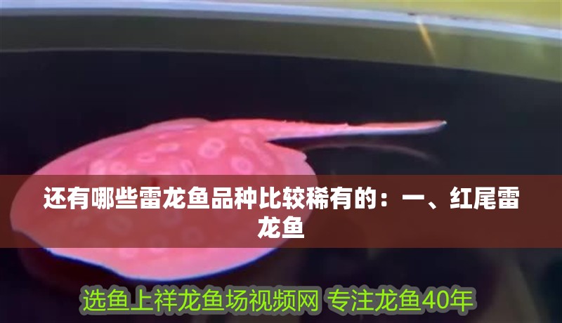 還有哪些雷龍魚品種比較稀有的：一、紅尾雷龍魚