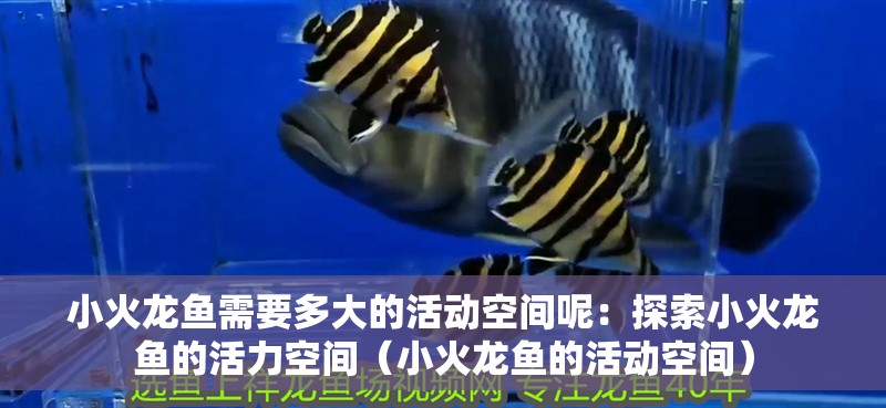 小火龍魚需要多大的活動空間呢：探索小火龍魚的活力空間（小火龍魚的活動空間）