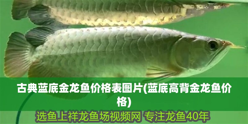 古典藍底金龍魚價格表圖片(藍底高背金龍魚價格)