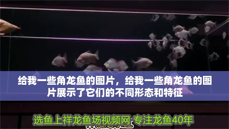給我一些角龍魚的圖片，給我一些角龍魚的圖片展示了它們的不同形態(tài)和特征