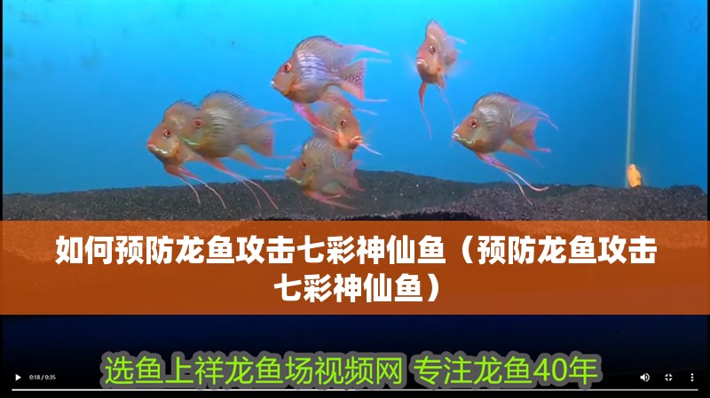龍魚干蝦有營養(yǎng)嗎 如何預(yù)防龍魚攻擊七彩神仙魚(預(yù)防龍魚攻擊七彩神仙魚) 龍魚百科 如何預(yù)防龍魚攻擊七彩神仙魚(預(yù)防龍魚攻擊七彩神仙魚) 如何預(yù)防龍魚攻擊七彩神仙魚(預(yù)防龍魚攻擊七彩神仙魚) 龍魚百科