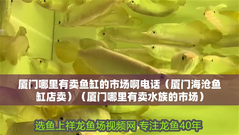 廈門哪里有賣魚缸的市場啊電話（廈門海滄魚缸店賣）（廈門哪里有賣水族的市場）