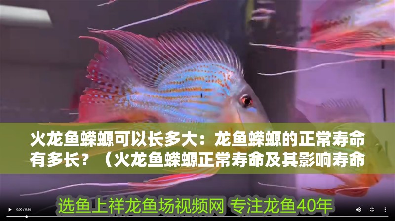 火龍魚蠑螈可以長多大：龍魚蠑螈的正常壽命有多長？（火龍魚蠑螈正常壽命及其影響壽命及其影響因素）