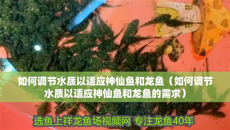如何調節水質以適應神仙魚和龍魚（如何調節水質以適應神仙魚和龍魚的需求）