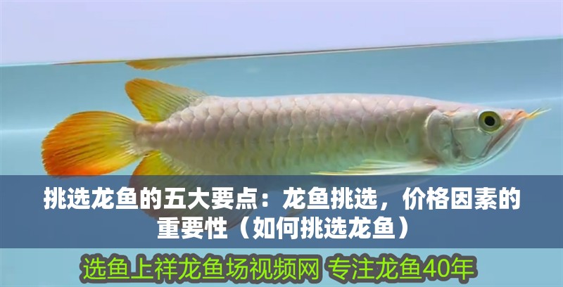 挑選龍魚的五大要點(diǎn)：龍魚挑選，價(jià)格因素的重要性（如何挑選龍魚）