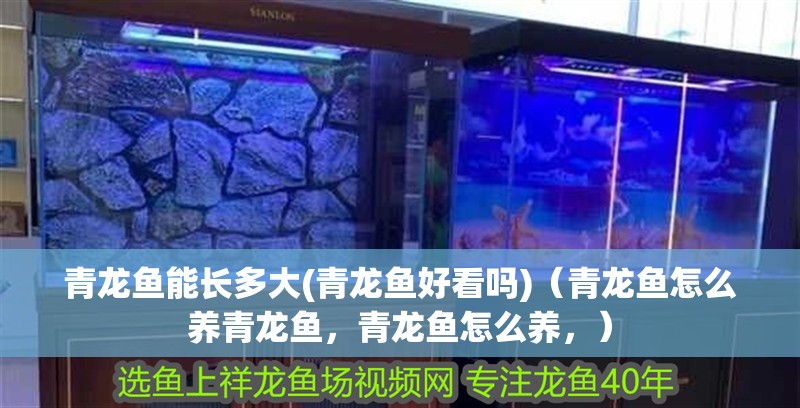 青龍魚能長(zhǎng)多大(青龍魚好看嗎)（青龍魚怎么養(yǎng)青龍魚，青龍魚怎么養(yǎng)，）