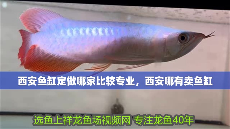 西安魚缸定做哪家比較專業，西安哪有賣魚缸 西安魚缸定做哪家比較專業，西安哪有賣魚缸 觀賞魚百科