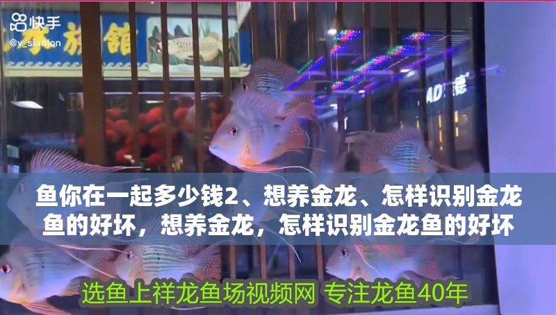 魚缸用增氧泵價格是多少:魚缸增氧機-xtrac增氧機-xtrac增氧機 魚你在一起多少錢2、想養金龍、怎樣識別金龍魚的好壞,想養金龍,怎樣識別金龍魚的好壞? 觀賞魚百科 魚你在一起多少錢2、想養金龍、怎樣識別金龍魚的好壞,想養金龍,怎樣識別金龍魚的好壞? 魚你在一起多少錢2、想養金龍、怎樣識別金龍魚的好壞,想養金龍,怎樣識別金龍魚的好壞? 觀賞魚百科