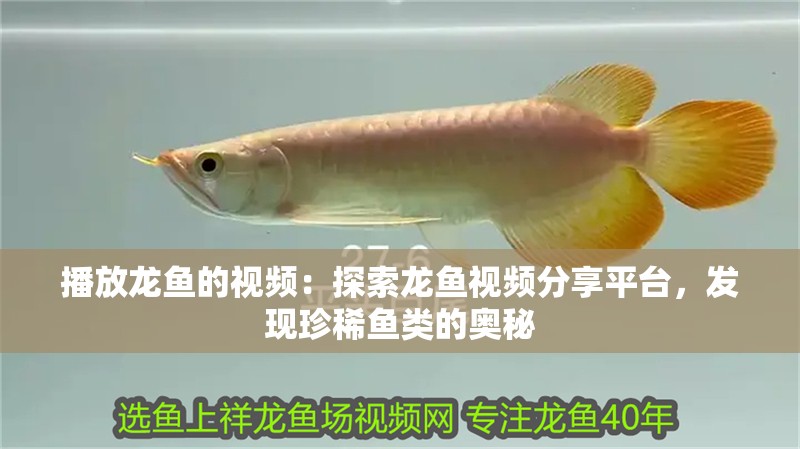 播放龍魚(yú)的視頻：探索龍魚(yú)視頻分享平臺(tái)，發(fā)現(xiàn)珍稀魚(yú)類的奧秘