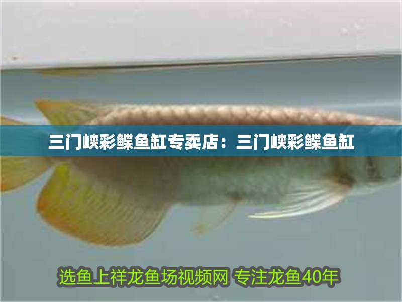 三門峽彩鰈魚缸專賣店：三門峽彩鰈魚缸 三門峽彩鰈魚缸專賣店：三門峽彩鰈魚缸 觀賞魚百科