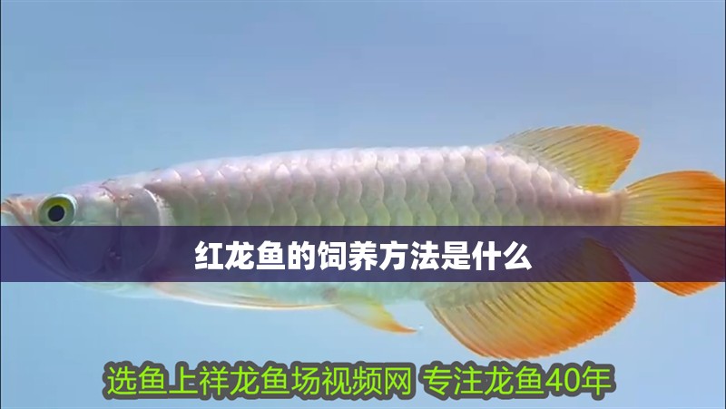 紅龍魚的飼養方法是什么
