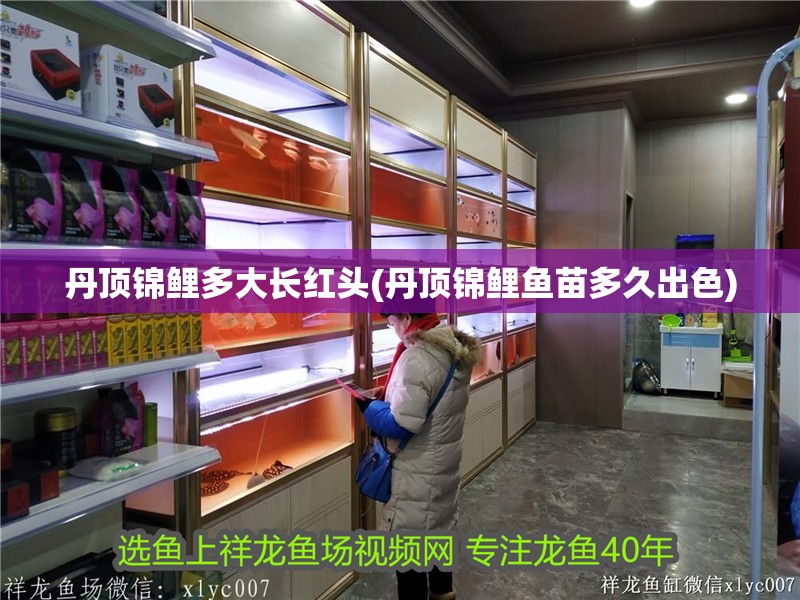 魚缸用增氧泵價(jià)格是多少:魚缸增氧機(jī)-xtrac增氧機(jī)-xtrac增氧機(jī) 丹頂錦鯉多大長(zhǎng)紅頭(丹頂錦鯉魚苗多久出色) 觀賞魚百科 丹頂錦鯉多大長(zhǎng)紅頭(丹頂錦鯉魚苗多久出色) 丹頂錦鯉多大長(zhǎng)紅頭(丹頂錦鯉魚苗多久出色) 觀賞魚百科