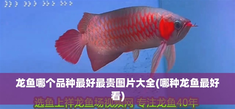 龍魚哪個品種最好最貴圖片大全(哪種龍魚最好看)