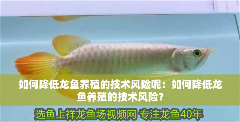 如何降低龍魚養(yǎng)殖的技術風險呢：如何降低龍魚養(yǎng)殖的技術風險？