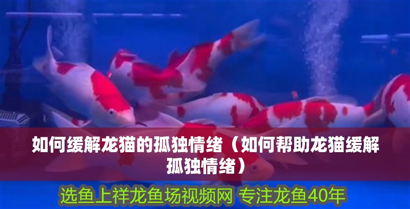 如何緩解龍貓的孤獨情緒（如何幫助龍貓緩解孤獨情緒） 如何緩解龍貓的孤獨情緒（如何幫助龍貓緩解孤獨情緒） 龍魚百科
