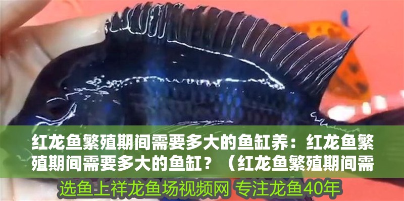 流水魚缸的擺放風水(魚缸流水方向風水)（魚缸擺放風水學）