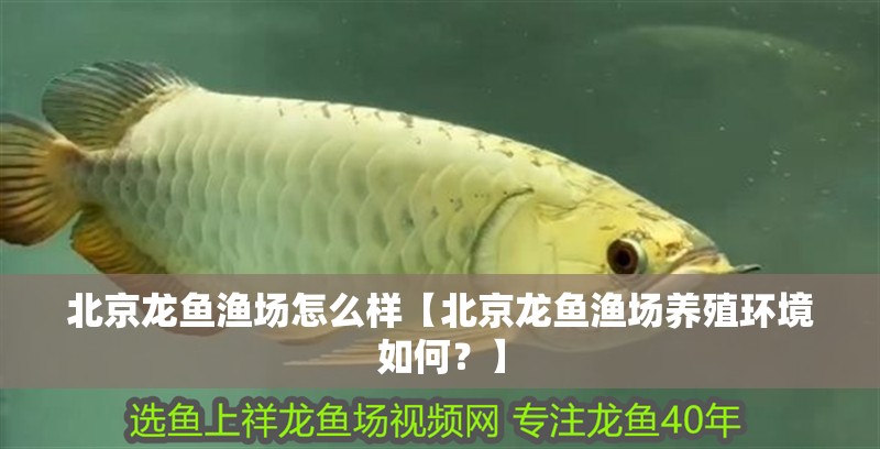 北京龍魚漁場怎么樣【北京龍魚漁場養殖環境如何？】