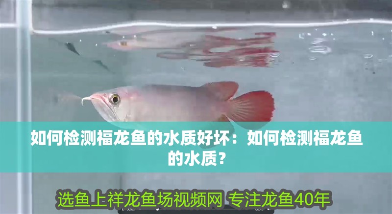 如何檢測福龍魚的水質(zhì)好壞：如何檢測福龍魚的水質(zhì)？