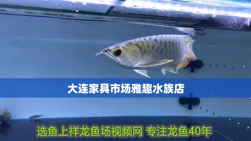 大連家具市場雅趣水族店