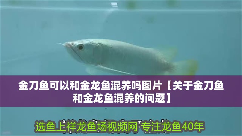 金刀魚可以和金龍魚混養嗎圖片【關于金刀魚和金龍魚混養的問題】