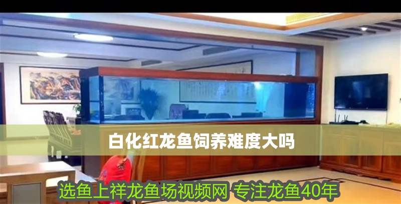 魚缸過濾器選購指南:自制魚缸過濾器魚缸上置過濾器對(duì)于養(yǎng)魚愛好者的必備知識(shí) 白化紅龍魚飼養(yǎng)難度大嗎 龍魚百科 白化紅龍魚飼養(yǎng)難度大嗎 白化紅龍魚飼養(yǎng)難度大嗎 龍魚百科