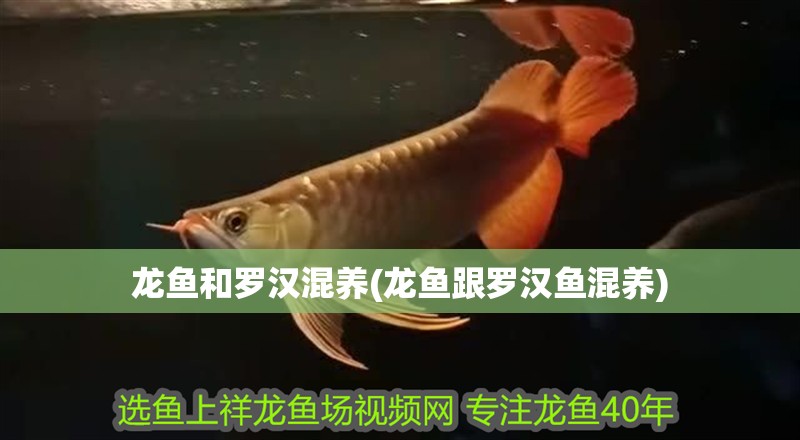 龍魚和羅漢混養(龍魚跟羅漢魚混養)