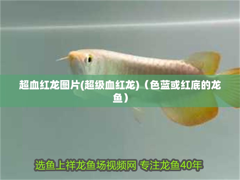 超血紅龍圖片(超級血紅龍)（色藍或紅底的龍魚）